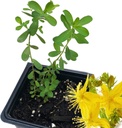 Organic Saint John's Wort Plant, (Hypericum Perforatum) 2.5 inch Pot - St. John's Wort Live Plant
