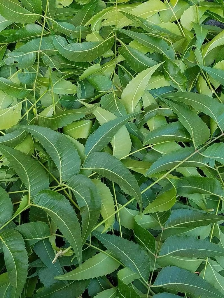Verse Neem Leaves, Azadirachta Indica, Margosa, uit Zuid-Florida. (3 OZ)