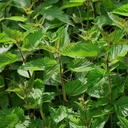Stinkende brandnetel (Urtica Dioica) - 100 Zaden van OrginBud
