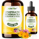 Lymfatische Drainage Drops Pack 1-Lymph Detox, Circulatie - Lymfatische Drainage Supplementen met Kruiden Biologische, Echinacea, Dandelion, Burdock, Cleaver Herb - Immuun Systeem Ondersteuning en Reiniging