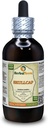 Skullcap (Scutellaria Lateriflora) Tinctuur, Organisch gedroogd kruidenvloeistofextract (Grote naam: HerbalTerra, Trots Made in USA) 4 fl.oz (120 ml)