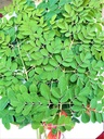 Fresh Organic Moringa Leaves (100 GRAMS)