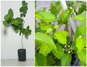 Live Medicinal Gurmar Plant Gudmar Madhunashini Herb Plant I For Diabetic & Sugar Control Insulin Plant Pack of 1 for Outdoor Kitchen Herb