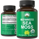 Biologische Sea Moss Capsules. Wild Geoogste Zee Mos Raw Organic Vegan Supplement van Red Algen Seaweed. 100% Whole Extract Raw Irish SeaMoss Superfood Pillen. voor Gut, Respiratory, Immune Support.